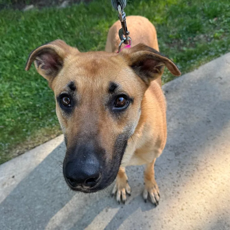 An adult large-sized female Yellow / Tan / Blond / Fawn German Shepherd Dog dog named Tiffy for adoption in Deerfield, IL