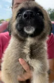 A baby small-sized female Anatolian Shepherd dog named Ruby Gemstone for adoption in Waunakee, WI