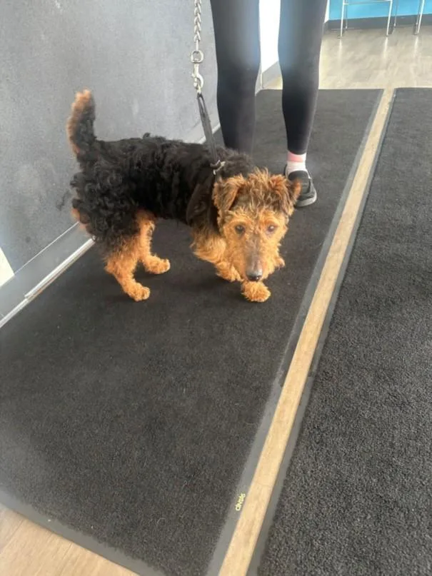 An adult small-sized male Welsh Terrier dog named Cooper for adoption in Toledo, OH
