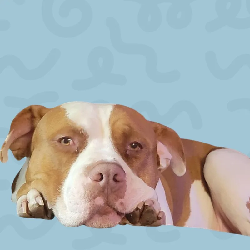An adult large-sized male White / Cream Pit Bull Terrier dog named Noah for adoption in Reno, NV