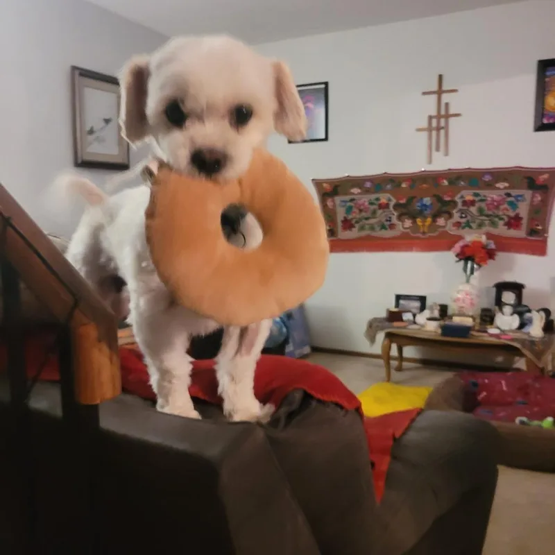 Jackson thumbnail 5