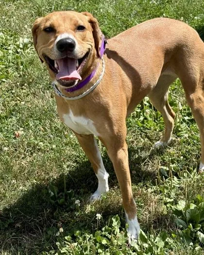 A young medium-sized female Labrador Retriever dog named Penny for adoption in Malvern, PA