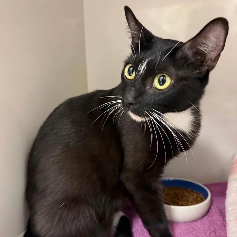 An adult medium-sized female Black Domestic Short Hair cat named Nina for adoption in Redwood City, CA