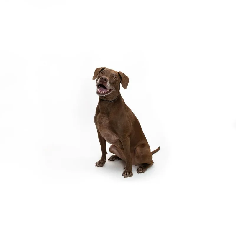 An adult medium-sized female Brown / Chocolate Labrador Retriever dog named Taro for adoption in Playa Vista, CA