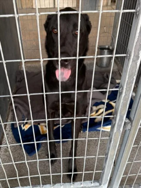An adult large-sized male Labrador Retriever dog named Poe for adoption in Woodland, CA