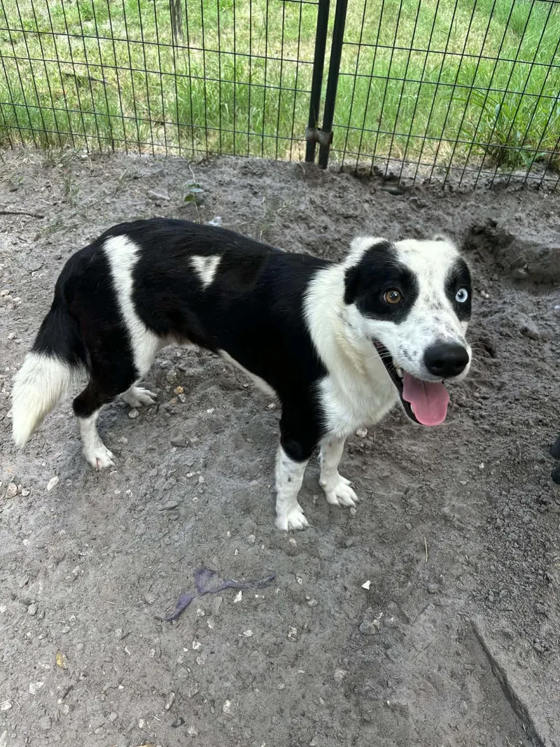 An adult medium-sized male Aussiedoodle dog named Jack for adoption in Winter haven, FL