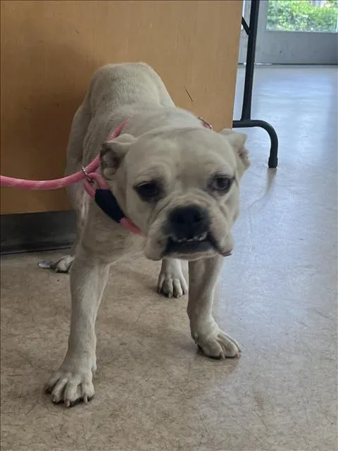 An adult medium-sized female English Bulldog dog named Nala for adoption in San Pedro, CA
