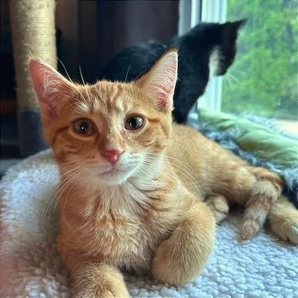 A baby small-sized male Orange / Red Domestic Short Hair cat named Dudley for adoption in Green Bay, WI