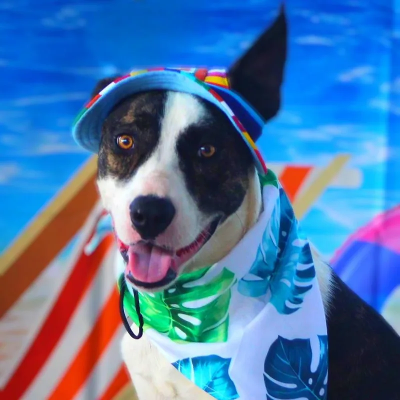 Dante Jum thumbnail 2