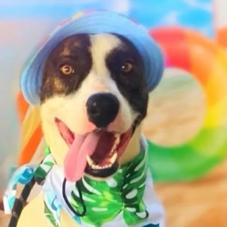 Dante Jum thumbnail 3