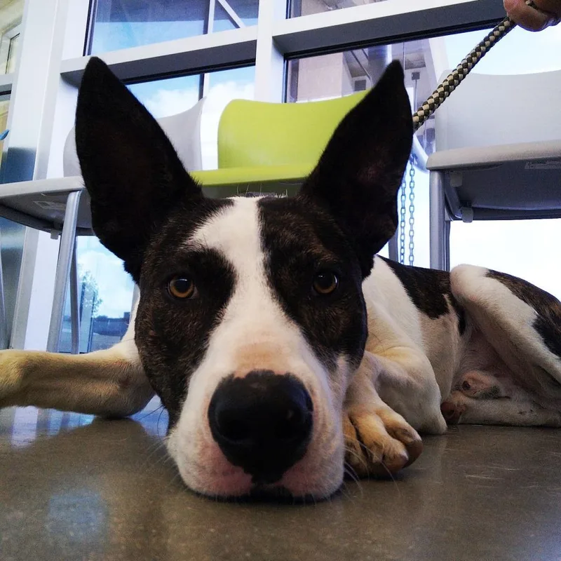 Dante Jum thumbnail 4