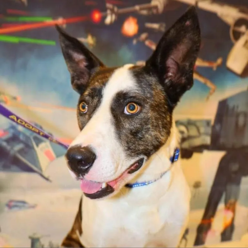 Dante Jum thumbnail 5