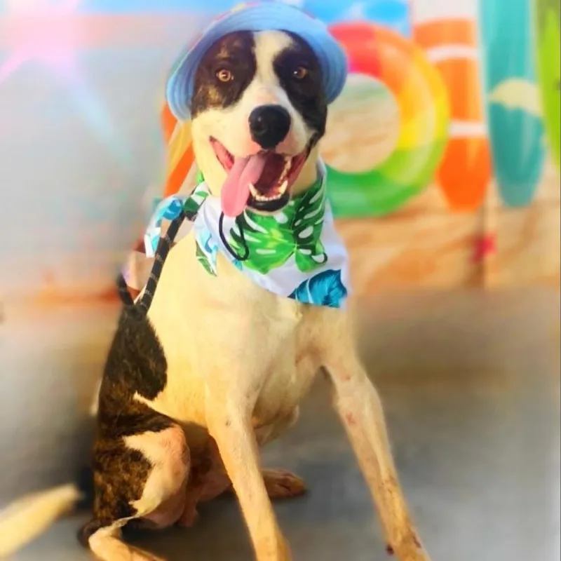 Dante Jum thumbnail 6