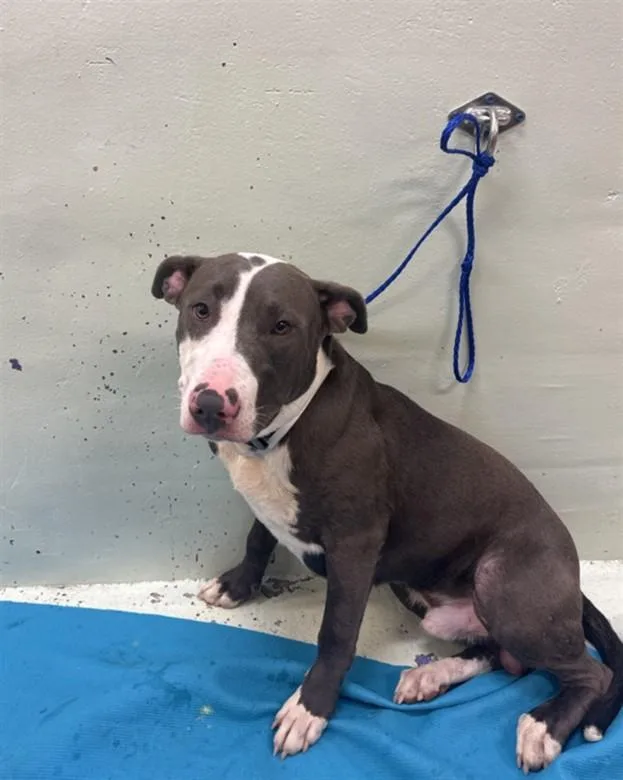 A young medium-sized male Staffordshire Bull Terrier dog named Thumper for adoption in Houston, TX