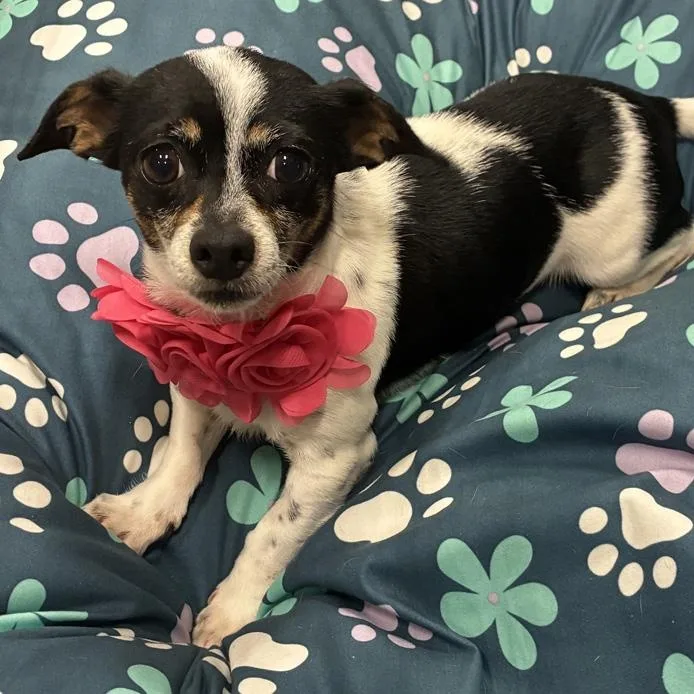 Ellie Mae thumbnail 2