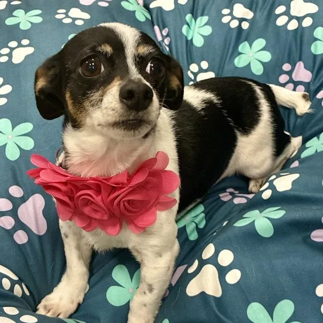 Ellie Mae thumbnail 4