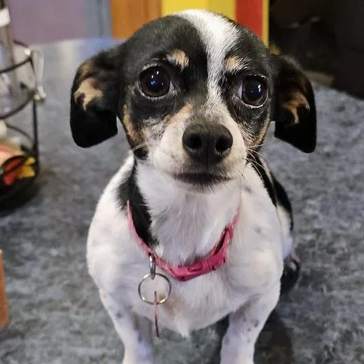 Ellie Mae thumbnail 6