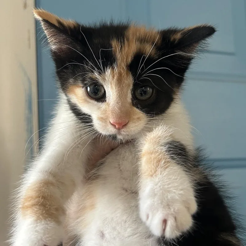 A baby small-sized female Calico Domestic Short Hair cat named Barbie for adoption in Denver, CO