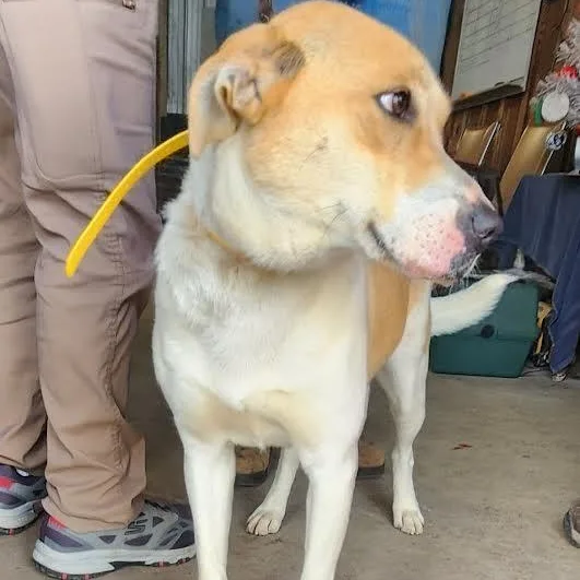 A young medium-sized male Yellow / Tan / Blond / Fawn Husky dog named Nova for adoption in Chicopee, MA