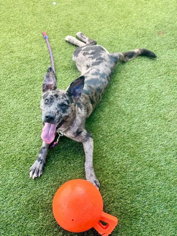An adult large-sized female Gray / Blue / Silver Mixed Breed dog named Valerie for adoption in Cincinnati, OH