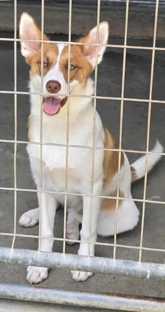 A young medium-sized male Border Collie dog named Bully for adoption in Hillsdale, IN