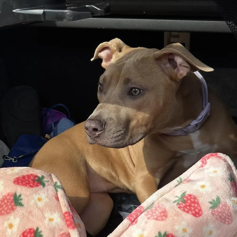 A young medium-sized female Yellow / Tan / Blond / Fawn Pit Bull Terrier dog named Shannelle for adoption in Newark, NJ