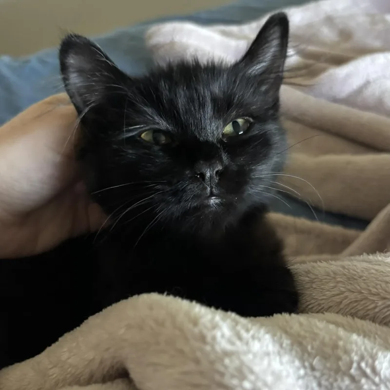 Legolas