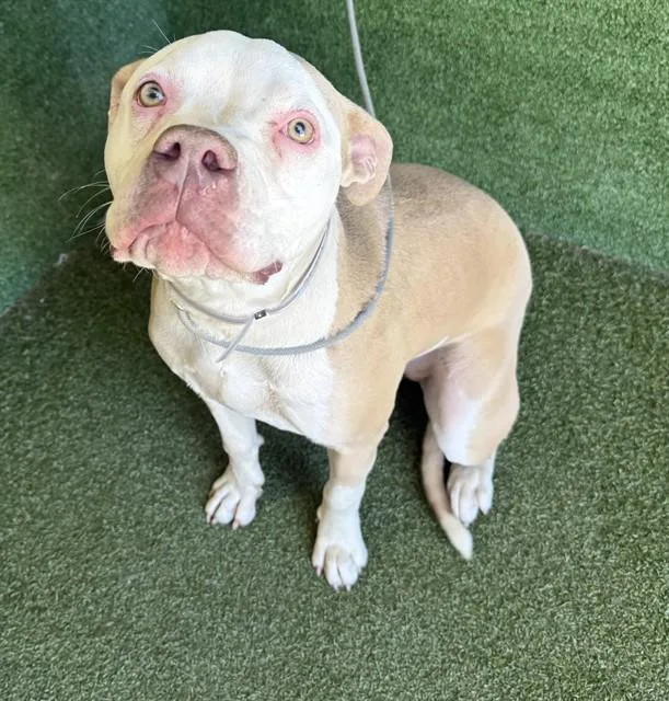An adult medium-sized female Pit Bull Terrier dog named Kelda for adoption in Lancaster, CA