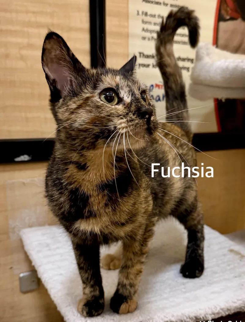 A baby medium-sized female Tortoiseshell Domestic Short Hair cat named Fuchsia for adoption in Owasso, OK