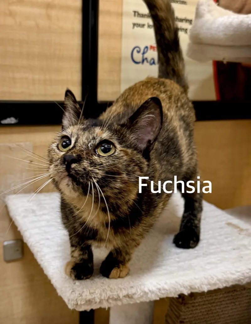 Fuchsia thumbnail 2