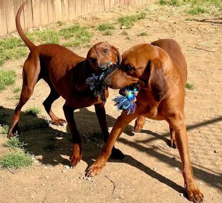 A young large-sized male Redbone Coonhound dog named Golden & Haze for adoption in Leawood, KS