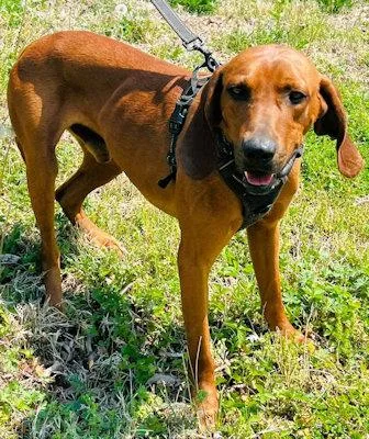 Golden & Haze thumbnail 2