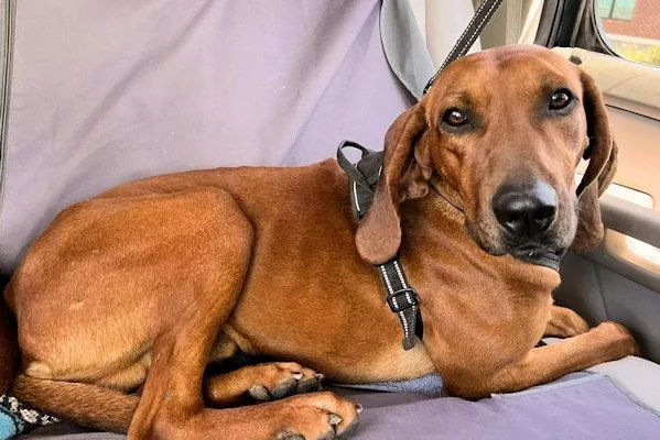 Golden & Haze thumbnail 3