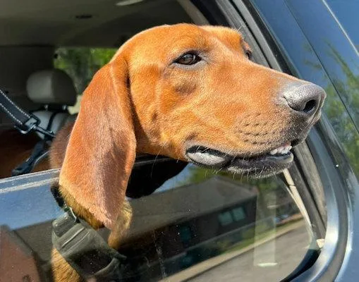 Golden & Haze thumbnail 4