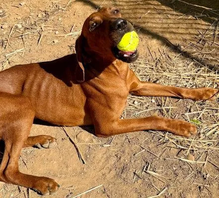 Golden & Haze thumbnail 5