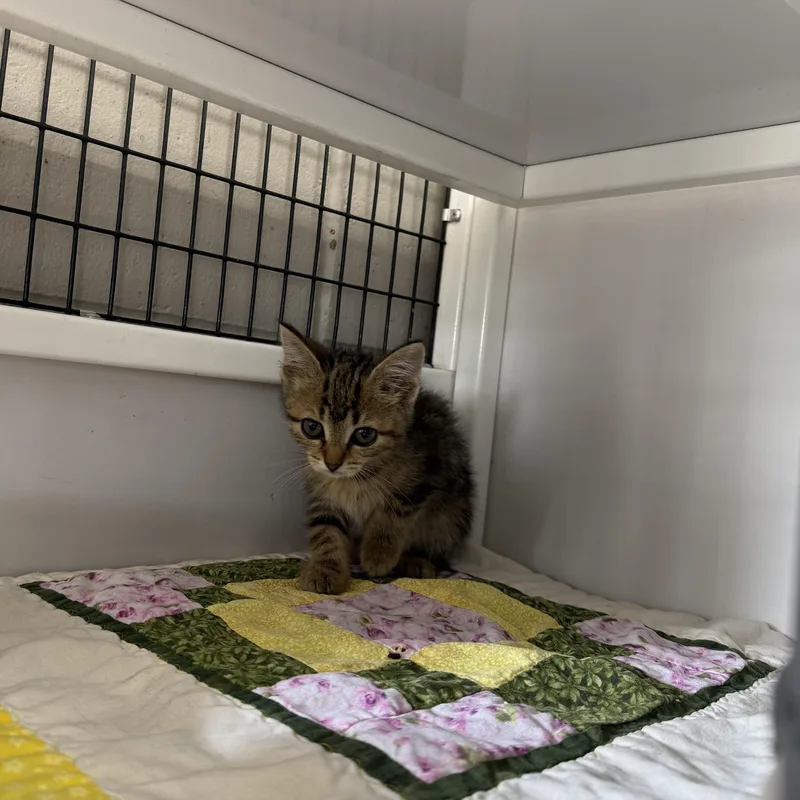 A baby small-sized female Torbie Domestic Short Hair cat named Red Pepper for adoption in Oconto, WI
