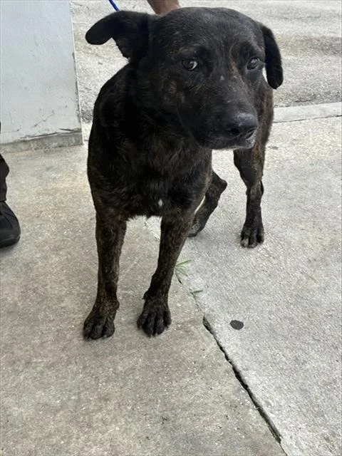 An adult large-sized male German Shepherd Dog dog named Ramon for adoption in Miami, FL