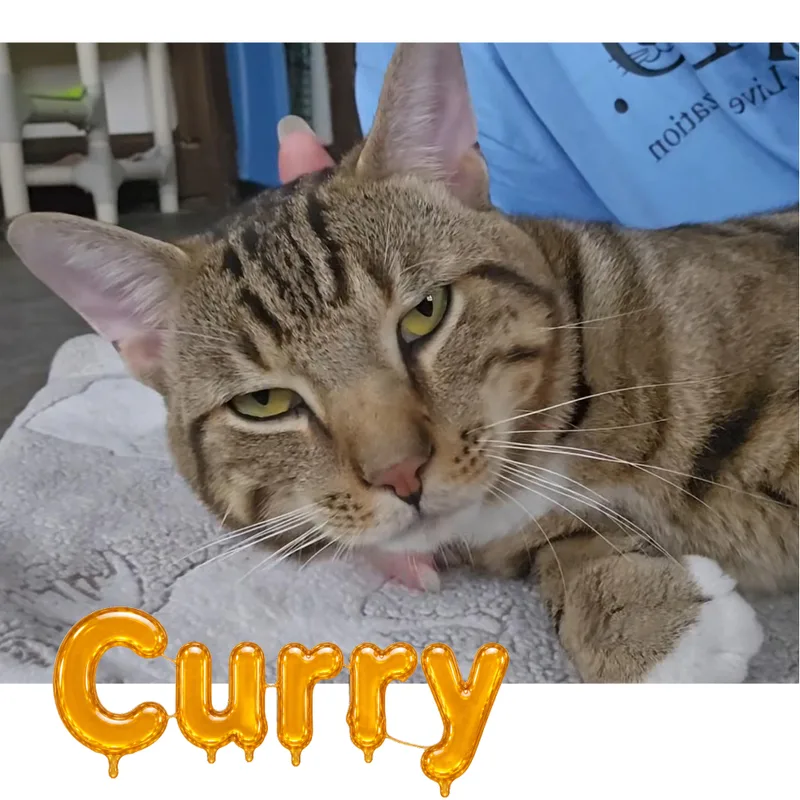 An adult medium-sized male Tabby (Buff / Tan / Fawn) Domestic Short Hair cat named Curry for adoption in Little Falls, NY