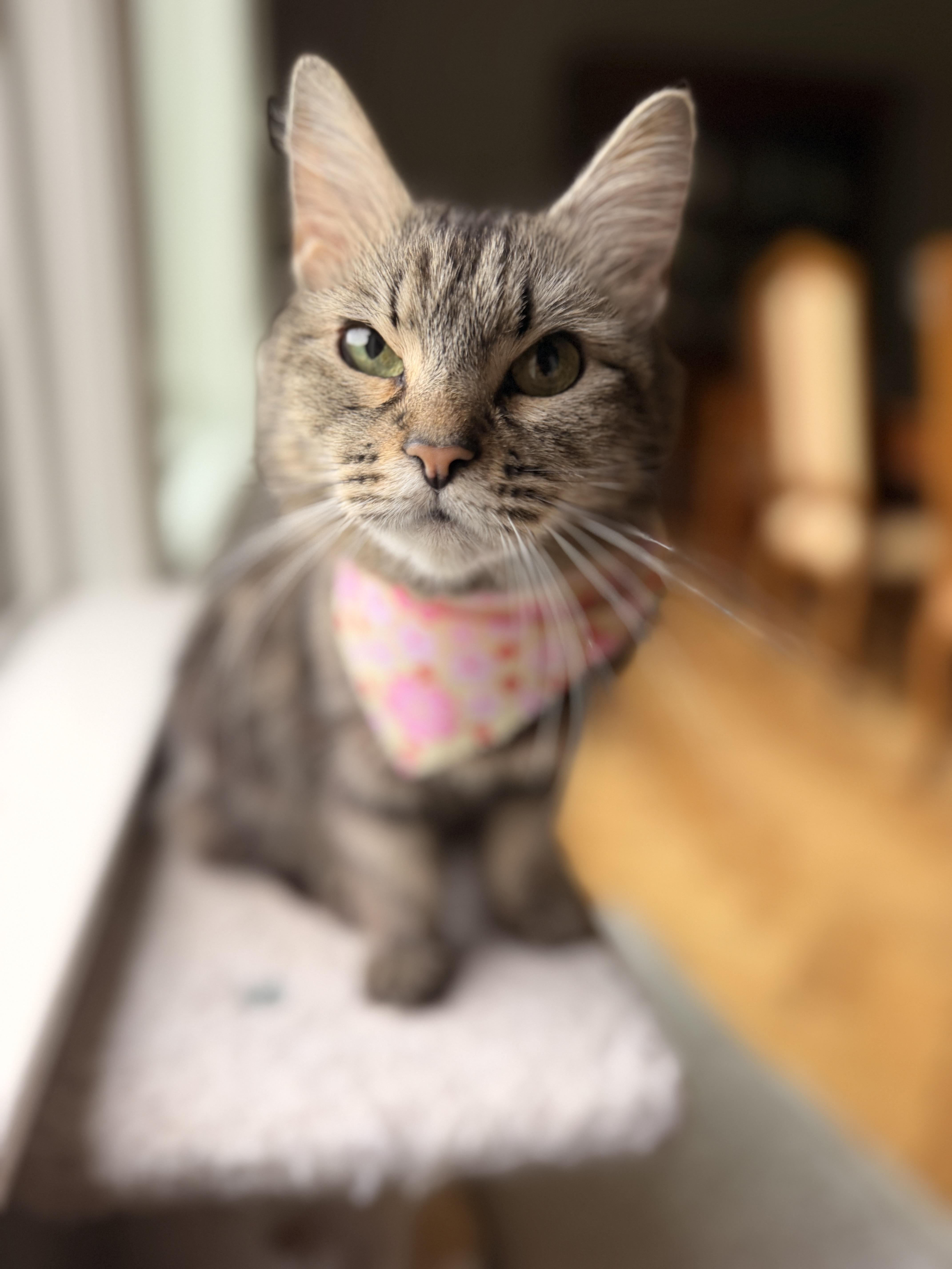 An adult small-sized female Tabby (Buff / Tan / Fawn) Domestic Long Hair cat named Missy for adoption in Thornwood, NY