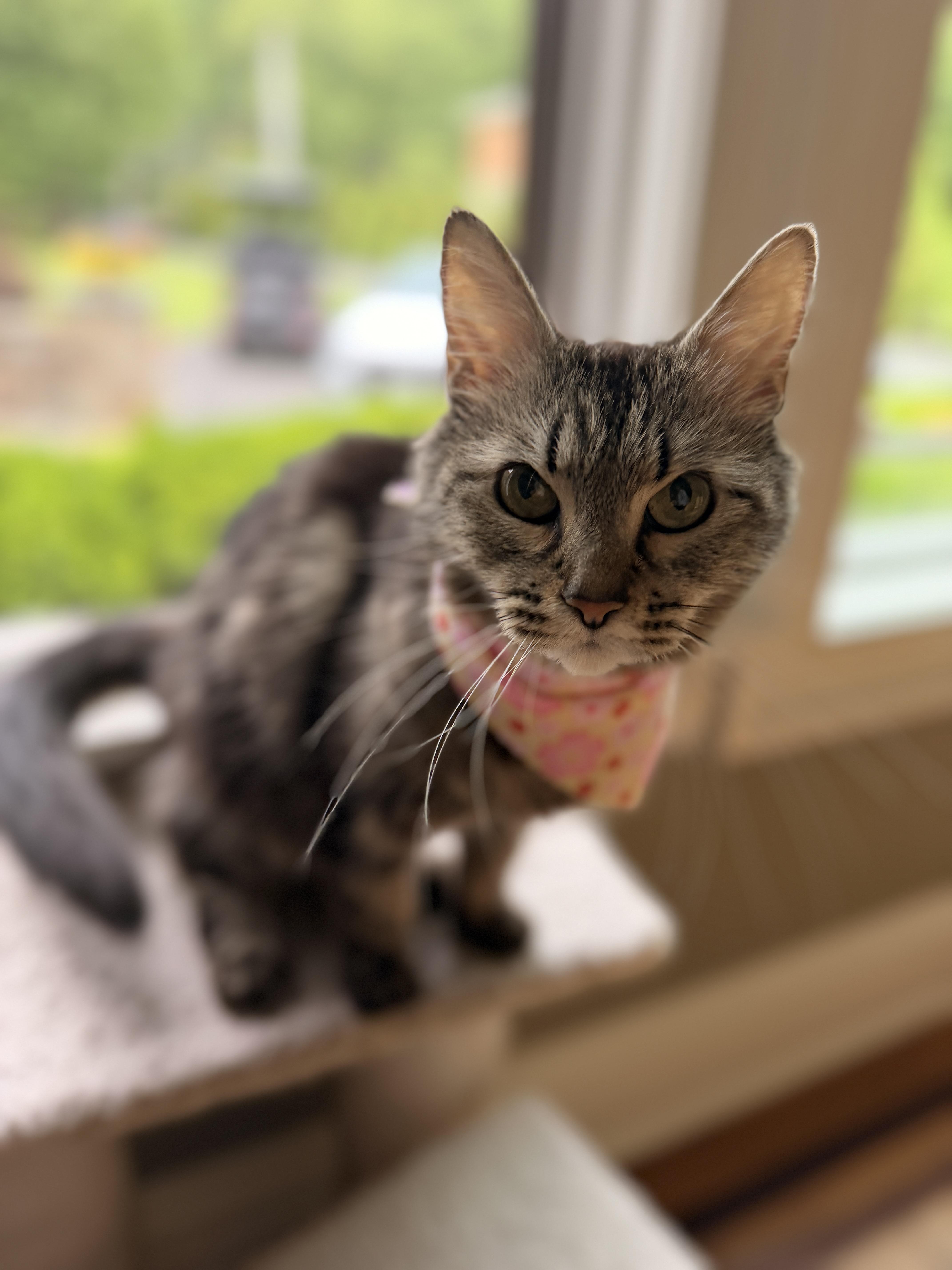 Missy thumbnail 3