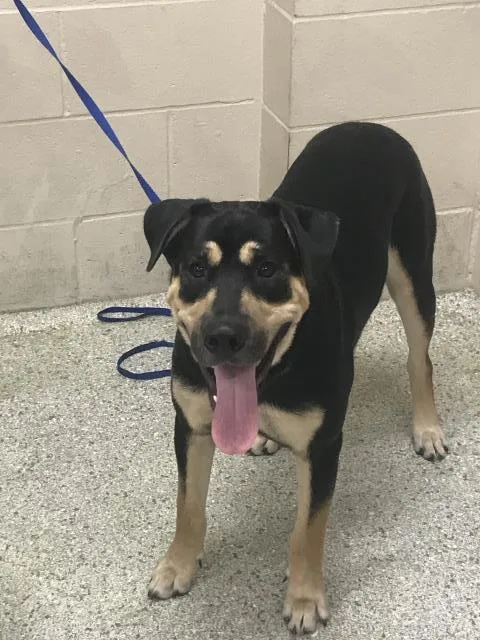 A young medium-sized male Labrador Retriever dog named Bear for adoption in Conroe, TX