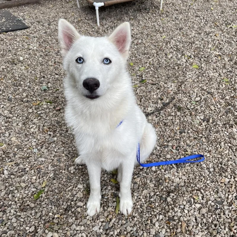 A young medium-sized female White / Cream Husky dog named Cagney for adoption in Madison, WI