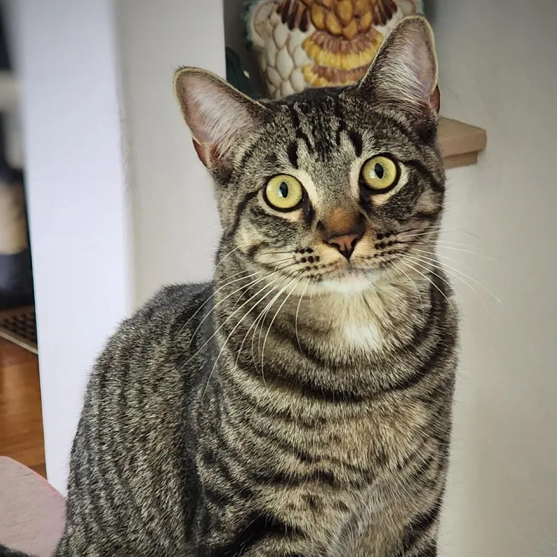 A young small-sized male Gray / Blue / Silver Domestic Short Hair cat named Jack for adoption in Los Angeles, CA