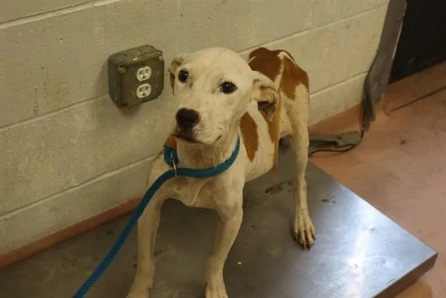 A young medium-sized male Mixed Breed dog named Liberty for adoption in Columbia, SC