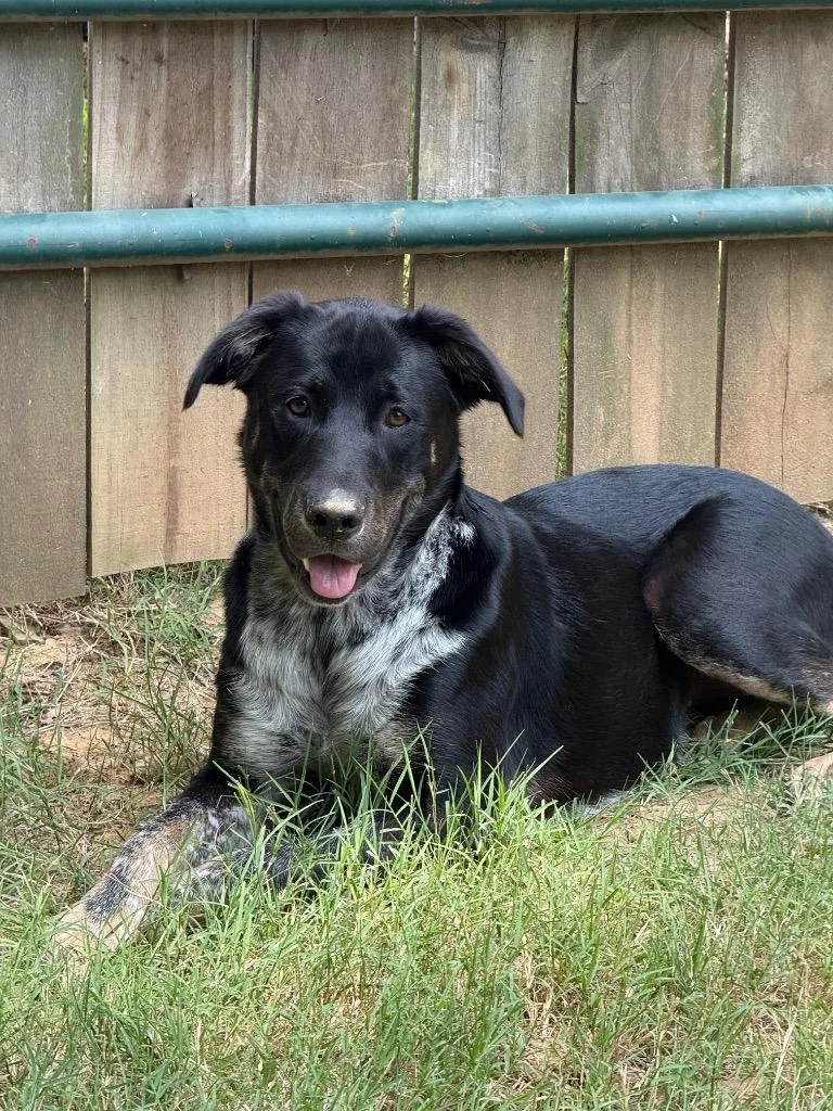 A young large-sized female Labrador Retriever dog named Athena for adoption in Princeton, MA