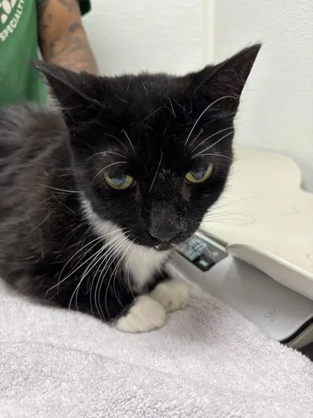 An adult medium-sized female Domestic Short Hair cat named Mama for adoption in Silverdale, WA
