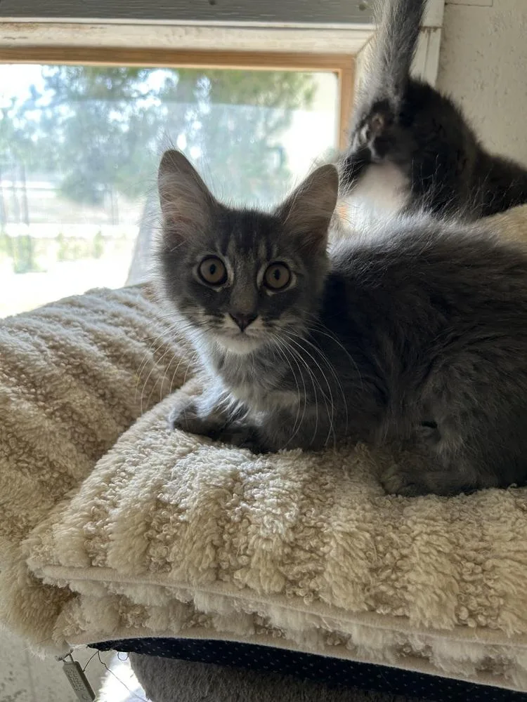 A baby small-sized female Gray / Blue / Silver Domestic Medium Hair cat named Gloria for adoption in Ontario, CA