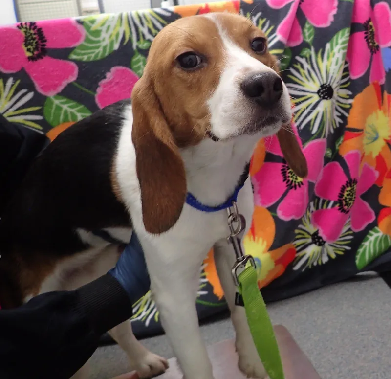 A young small-sized male Bicolor Beagle dog named Charlie coming soon for adoption in Grayslake, IL
