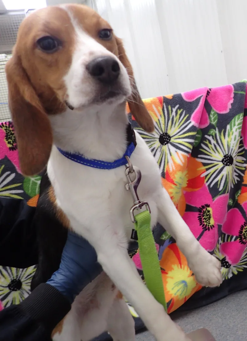 Charlie  coming soon thumbnail 2