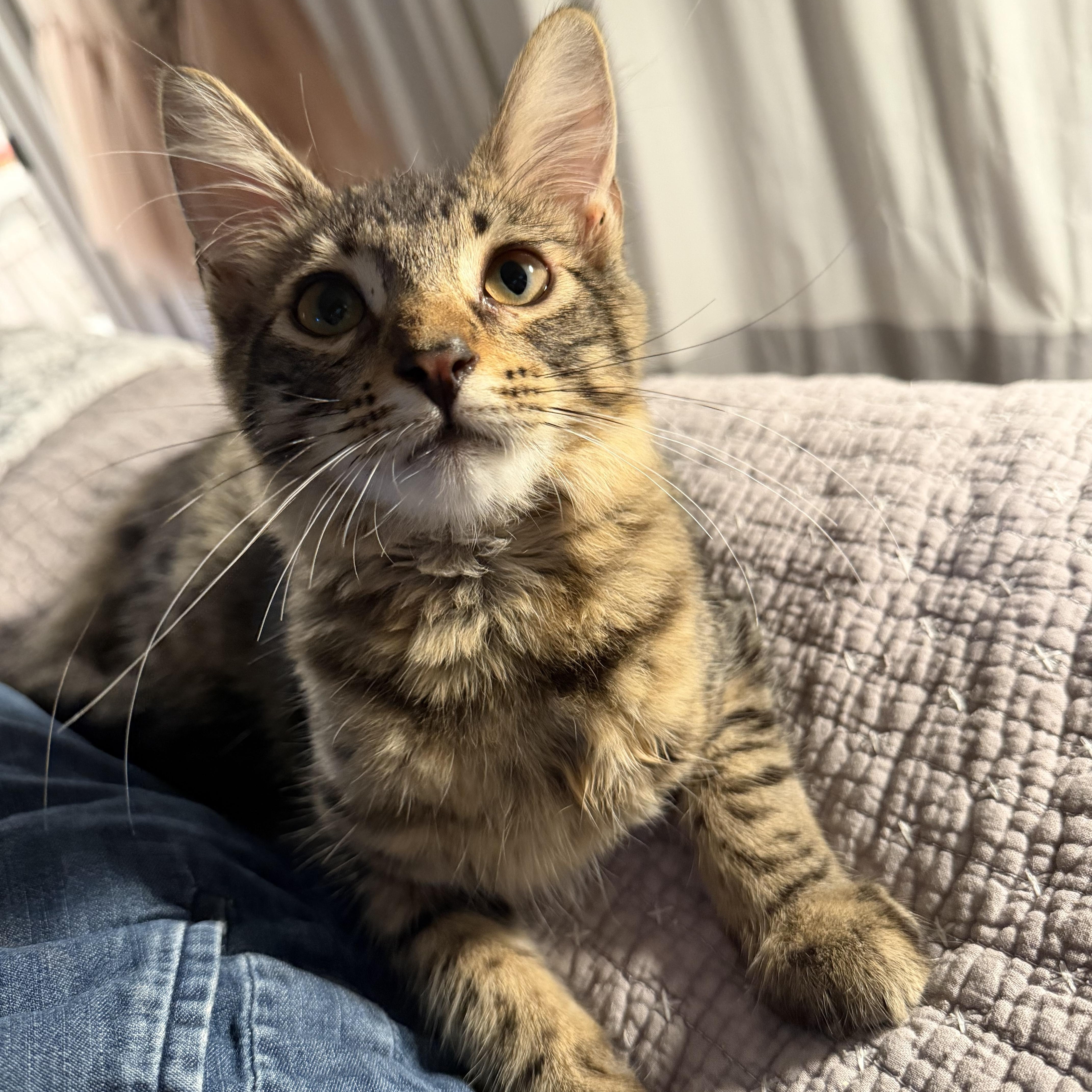 A young medium-sized female Brown / Chocolate Domestic Medium Hair cat named Pica for adoption in Santa Monica, CA